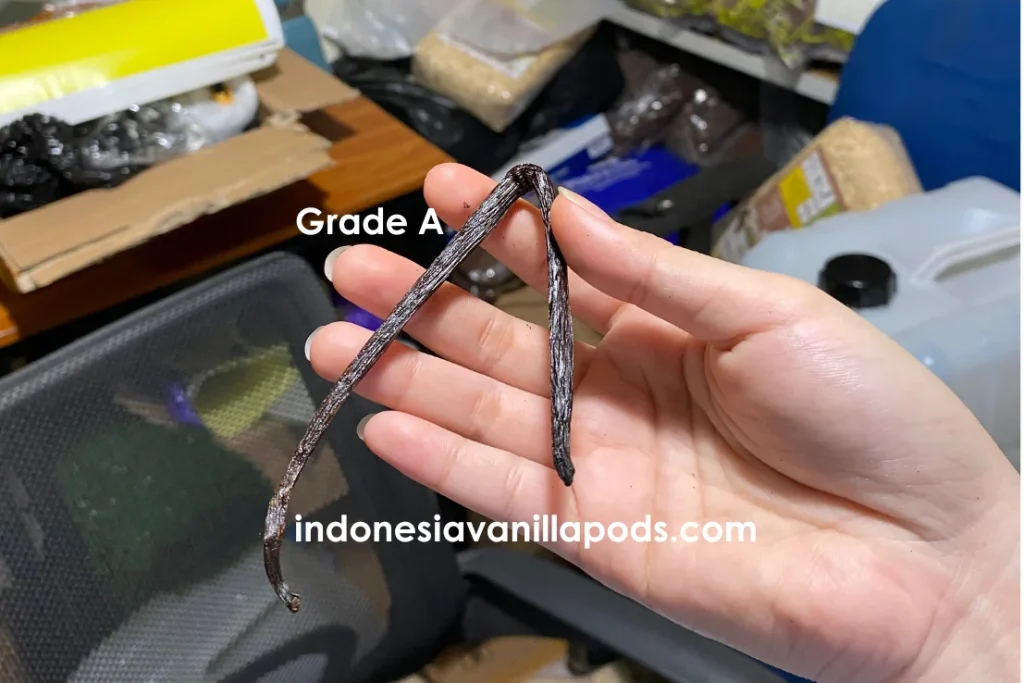 vanilla plant harvesting